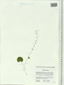 Mitella nuda L., Siberia, Baikal & Transbaikal region (S4) (Russia)
