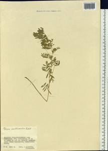 Vicia multicaulis Ledeb., Siberia, Russian Far East (S6) (Russia)