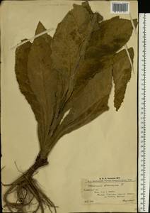 Verbascum phlomoides L., Eastern Europe, West Ukrainian region (E13) (Ukraine)