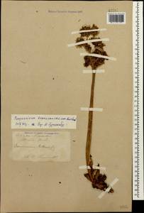 Sempervivum transcaucasicum Muirhead, Caucasus, Turkish Caucasus (NE Turkey) (K7) (Turkey)