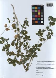 KUZ 026 281, Medicago platycarpos (L.) Trautv., Siberia, Altai & Sayany Mountains (S2) (Russia)