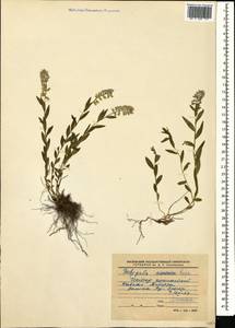 Polygala caucasica Rupr., Caucasus, Stavropol Krai, Karachay-Cherkessia & Kabardino-Balkaria (K1b) (Russia)