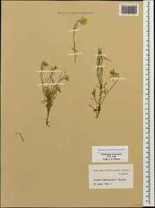 Erysimum substrigosum (Rupr.) N. Busch, Caucasus, Stavropol Krai, Karachay-Cherkessia & Kabardino-Balkaria (K1b) (Russia)