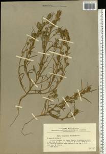 Corispermum marschallii Stev., Eastern Europe, Volga-Kama region (E7) (Russia)