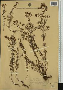 Hypericum perforatum subsp. veronense (Schrank) A. Fröhlich, Western Europe (EUR) (Italy)