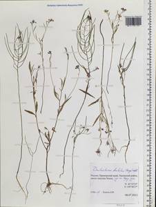 Dontostemon dentatus (Bunge) C. A. Mey. ex Ledeb., Siberia, Russian Far East (S6) (Russia)