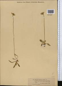 Primula longiscapa Ledeb., Middle Asia, Muyunkumy, Balkhash & Betpak-Dala (M9) (Kazakhstan)