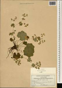 Alchemilla heptagona Juz., Eastern Europe, Moscow region (E4a) (Russia)