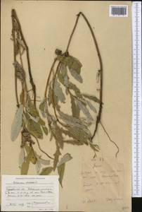 Cirsium arvense, Middle Asia, Caspian Ustyurt & Northern Aralia (M8) (Kazakhstan)