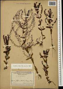 Veronica anagalloides Guss., Caucasus, Krasnodar Krai & Adygea (K1a) (Russia)