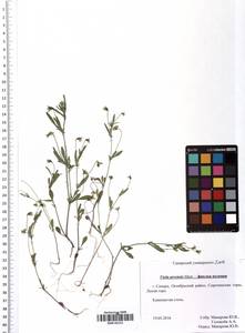 Viola arvensis Murray, Eastern Europe, Middle Volga region (E8) (Russia)