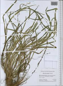 Glyceria notata Chevall., Eastern Europe, Central forest region (E5) (Russia)