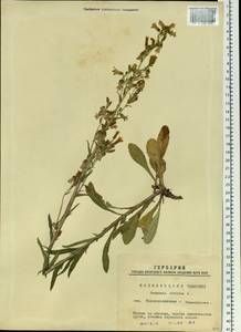 Campanula sibirica L., Siberia, Western Siberia (S1) (Russia)