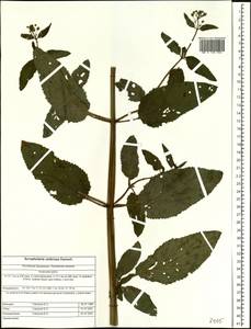 Scrophularia umbrosa Dumort., Siberia, Altai & Sayany Mountains (S2) (Russia)