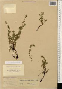 Asperula prostrata (Adams) K.Koch, Caucasus, Krasnodar Krai & Adygea (K1a) (Russia)