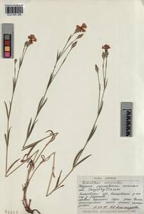 KUZ 004 396, Dianthus chinensis, Siberia, Altai & Sayany Mountains (S2) (Russia)