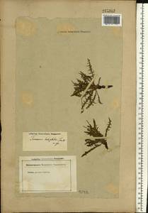 Taraxacum glaucanthum (Ledeb.) Nakai ex Koidz., Eastern Europe, Lower Volga region (E9) (Russia)