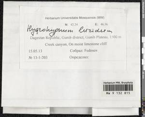 Hygrohypnum luridum (Hedw.) Jenn., Bryophytes, Bryophytes - North Caucasus & Ciscaucasia (B12) (Russia)