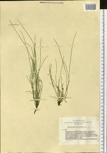 Equisetum palustre L., Siberia, Altai & Sayany Mountains (S2) (Russia)