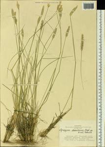 Agropyron desertorum (Fisch. ex Link) Schult., Siberia, Altai & Sayany Mountains (S2) (Russia)