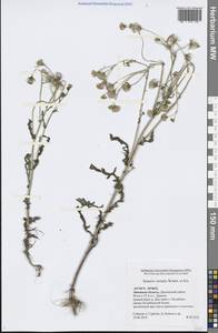 Senecio vernalis Waldst. & Kit., Eastern Europe, Central forest-and-steppe region (E6) (Russia)