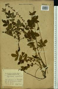 Agrimonia eupatoria L., Eastern Europe, South Ukrainian region (E12) (Ukraine)