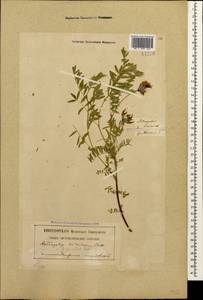 Astragalus cornutus Pall., Caucasus, Georgia (K4) (Georgia)