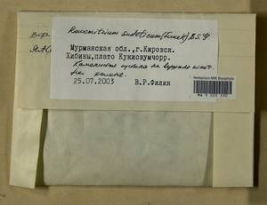 Bucklandiella sudetica (Funck) Bedn.-Ochyra & Ochyra, Bryophytes, Bryophytes - Karelia, Leningrad & Murmansk Oblasts (B4) (Russia)