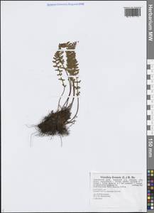 Woodsia ilvensis (L.) R.Br., Siberia, Russian Far East (S6) (Russia)