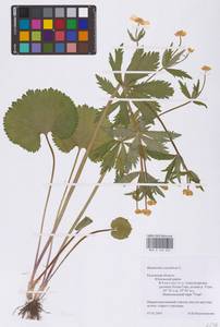 Ranunculus auricomus L., Eastern Europe, Central region (E4) (Russia)