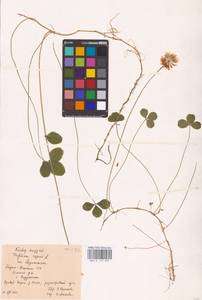 Trifolium repens L., Eastern Europe, Northern region (E1) (Russia)