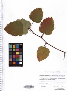 Crataegus submollis Sarg., Eastern Europe, Middle Volga region (E8) (Russia)