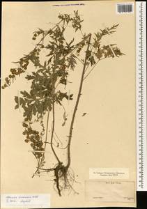 Artemisia sieversiana Ehrh. ex Willd., South Asia, South Asia (Asia outside ex-Soviet states and Mongolia) (ASIA) (Japan)