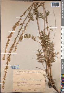 Artemisia tanacetifolia L., Siberia, Baikal & Transbaikal region (S4) (Russia)
