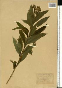 Senecio sarracenicus L., Eastern Europe, North-Western region (E2) (Russia)