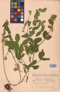 Lathyrus pisiformis L., Eastern Europe, Eastern region (E10) (Russia)