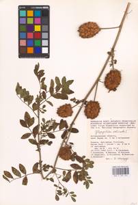 Glycyrrhiza echinata L., Eastern Europe, Lower Volga region (E9) (Russia)