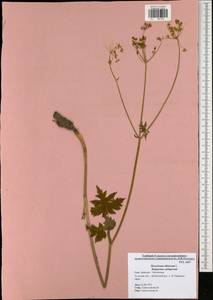 Heracleum sphondylium subsp. sibiricum (L.) Simonk., Eastern Europe, Central region (E4) (Russia)