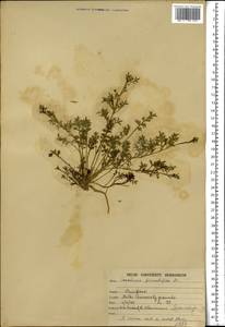 Lepidium didymum L., South Asia, South Asia (Asia outside ex-Soviet states and Mongolia) (ASIA) (India)