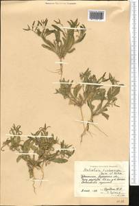 Strigosella africana (L.) Botsch., Middle Asia, Syr-Darian deserts & Kyzylkum (M7)