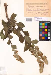 MHA 0 159 043, Verbascum ovalifolium Donn. Sm. ex Sims, Eastern Europe, Rostov Oblast (E12a) (Russia)