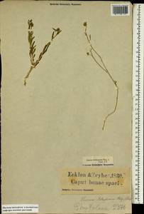 Limeum aethiopicum, Africa (AFR) (South Africa)