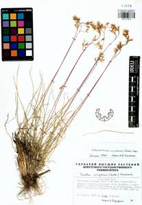 Helictotrichon mongolicum (Roshev.) Henrard, Siberia, Baikal & Transbaikal region (S4) (Russia)