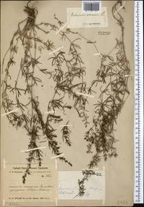 Galium verum L., Middle Asia, Northern & Central Kazakhstan (M10) (Kazakhstan)