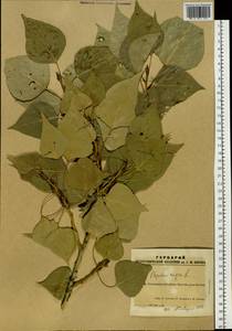 Populus nigra, Siberia, Altai & Sayany Mountains (S2) (Russia)