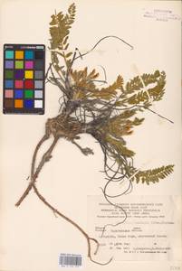 Astragalus buchtormensis Pall., Eastern Europe, Lower Volga region (E9) (Russia)
