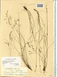 Avenella flexuosa (L.) Drejer, Eastern Europe, Central forest-and-steppe region (E6) (Russia)