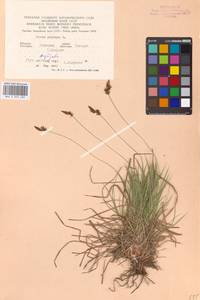Carex montana L., Eastern Europe, Central forest-and-steppe region (E6) (Russia)