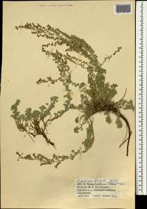 Artemisia frigida Willd., Mongolia (MONG) (Mongolia)