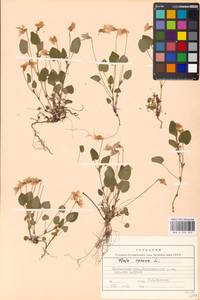 Viola canina L., Eastern Europe, Moscow region (E4a) (Russia)